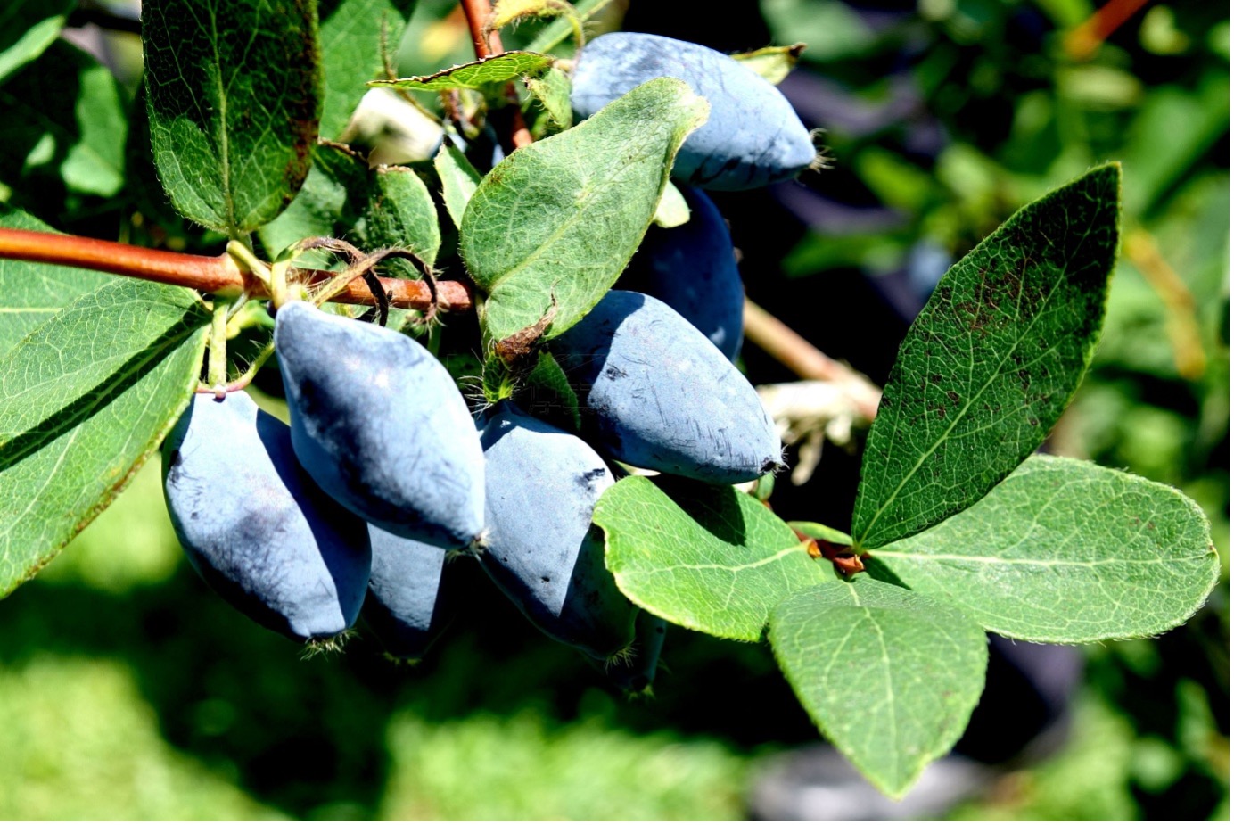 厚真産ハスカップ