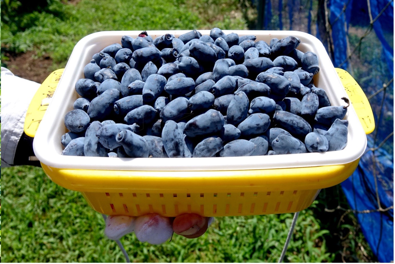 収穫されたハスカップ